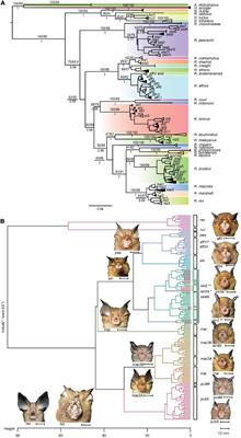 How to Accurately Delineate Morphologically Conserved Taxa and Diagnose Their Phenotypic Disparities: Species Delimitation in Cryptic Rhinolophidae (Chiroptera)